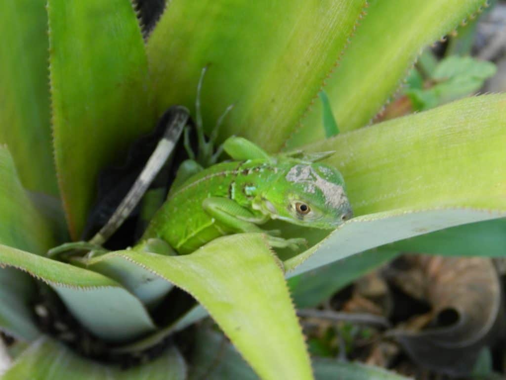 Belize Jungle Wildlife