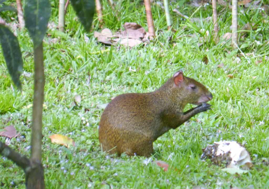 Belize Jungle Wildlife