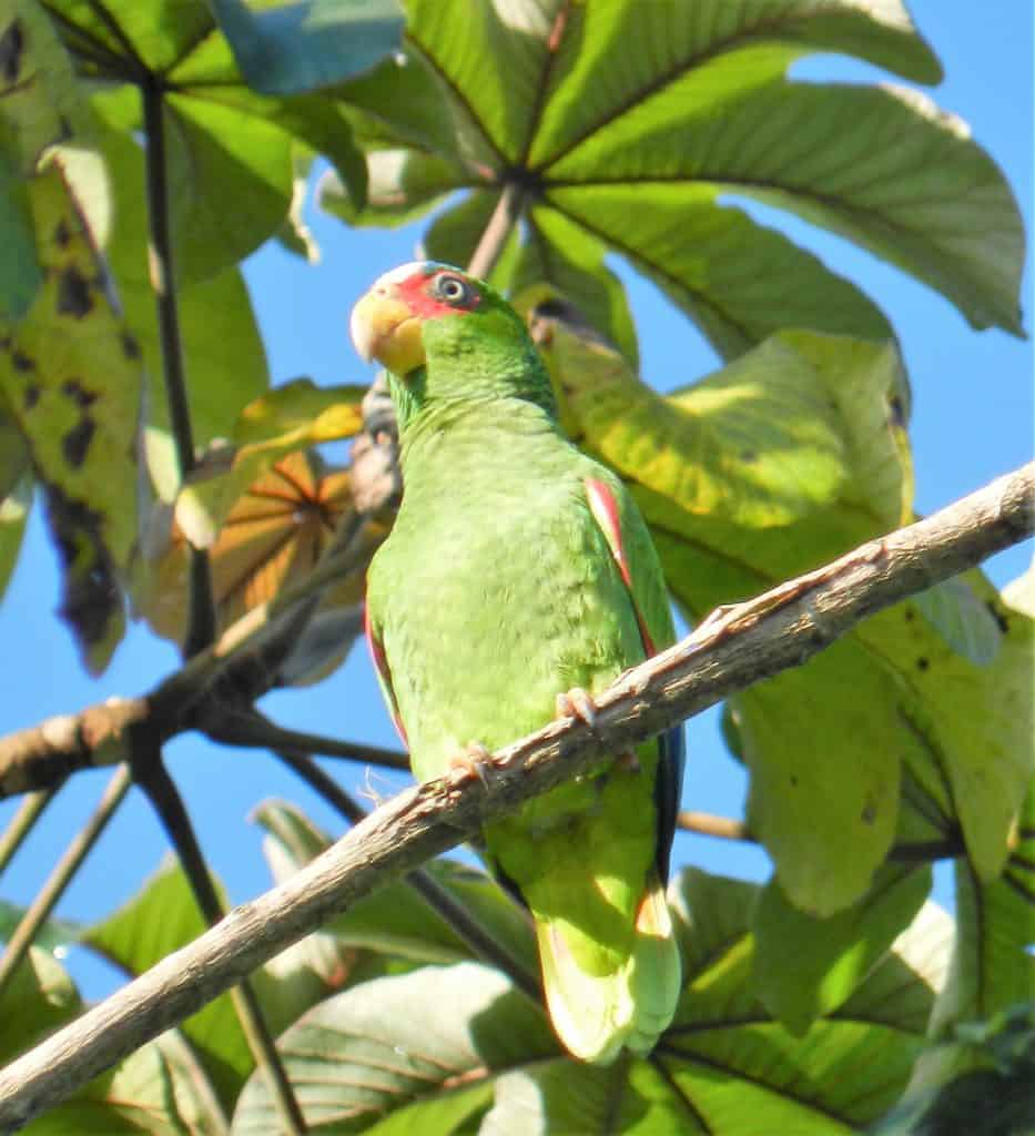 Belize Jungle Wildlife